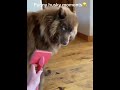 Husky moments!🤣 #dogs #dogshorts #fyp #funnydogs #dog #funny #huskydog #animals #pets