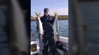 How to use Live squid for Yellow Tail Kingfish port phillip heads Rip