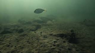 Mullet Looking For Food Near A Breakwater
