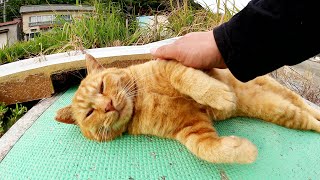 茶トラ猫が「もっと触っていいよ！」と無防備な姿勢になる