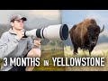 I spent 3 months photographing wildlife in yellowstone