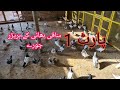 Saqi Bhai k Breeder Jory || Pigeons Corner || Kamyaab And Resulted