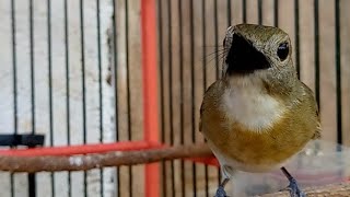 SRDC BALI GACOR FULL TEMBAKAN KASAR||sikatan rimba dada coklat gacor Dorr