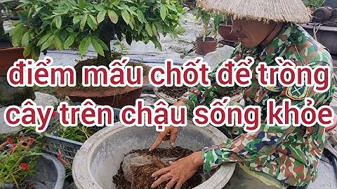 Chất trồng và những điểm lưu ý khi trồng cây trên chậu sống khỏe