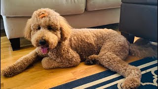 Ruby/Winston 2021 Winter Litter Wealth