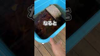 ○にかけていたアイツがやっと起きてきました…