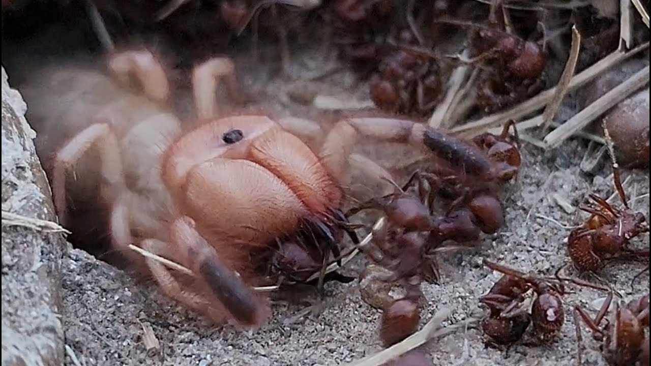 Large Texas Camel Spider\Sun Spider Takes on 1000+ Ant Colony (4K