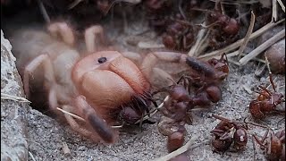 Large Texas Camel Spider\Sun Spider Takes on 1000+ Ant Colony (4K 3840x2160p) - Wind Scorpion
