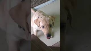 Juno Slip The Step And Step Training Motivation Video