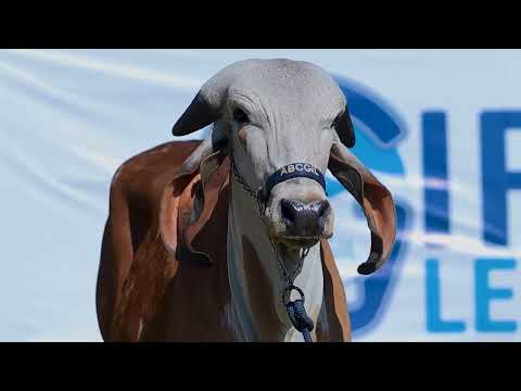 Lote 07 - ABGL 155
