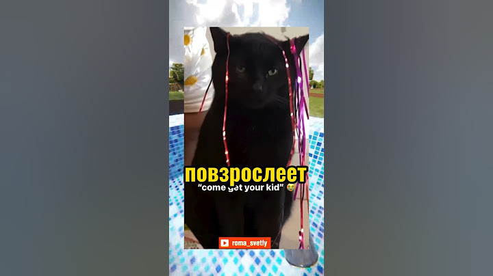 ВИРУСНЫЕ ВИДЕО / Бедный кот 🐱