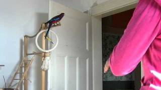 Pennantsittiche Üben - Komm