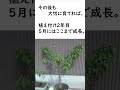 鉢植えモモ栽培！【植え付け～収穫】 #家庭菜園 #果樹 #果樹園 #桃園 #園芸