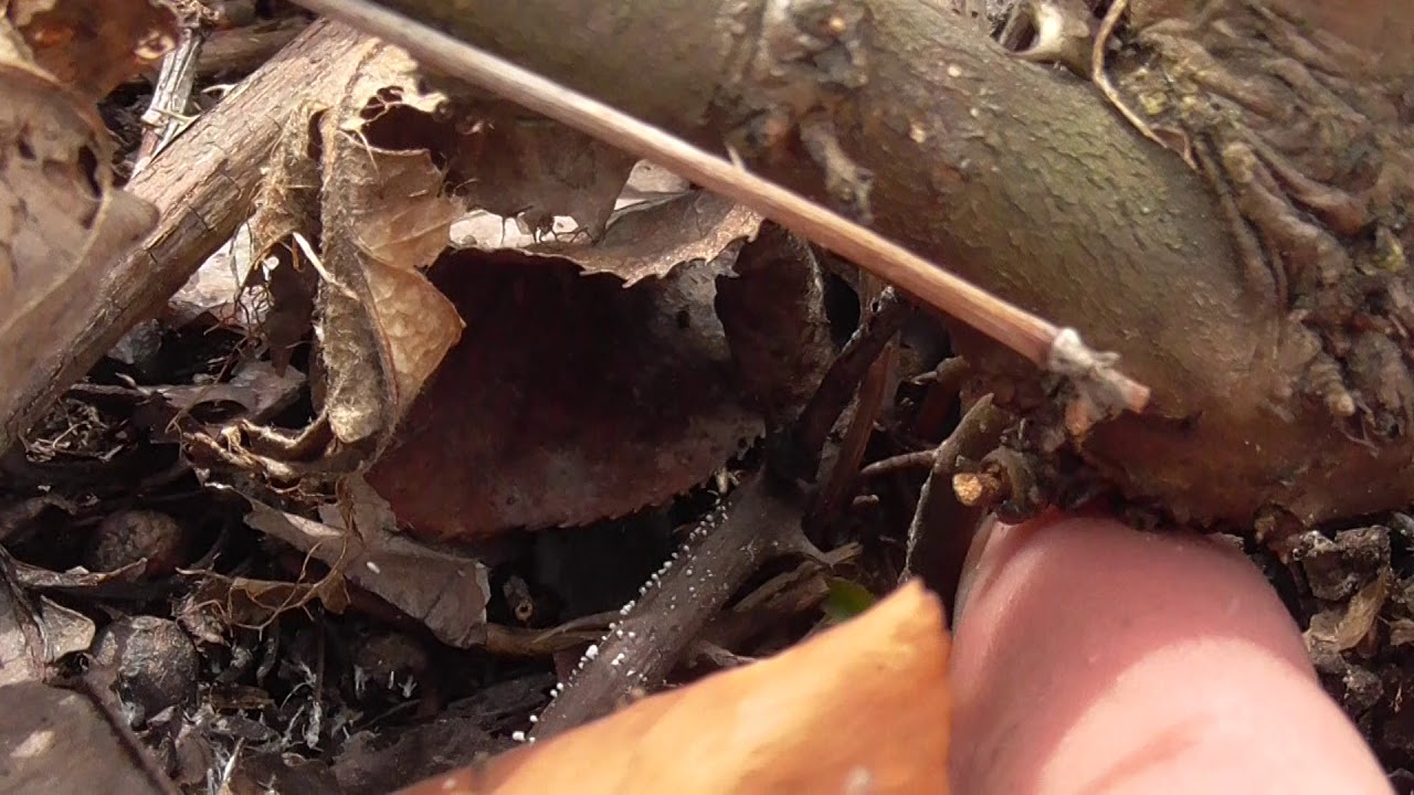 Efekt rozmnażania jabłoni przez okłady.