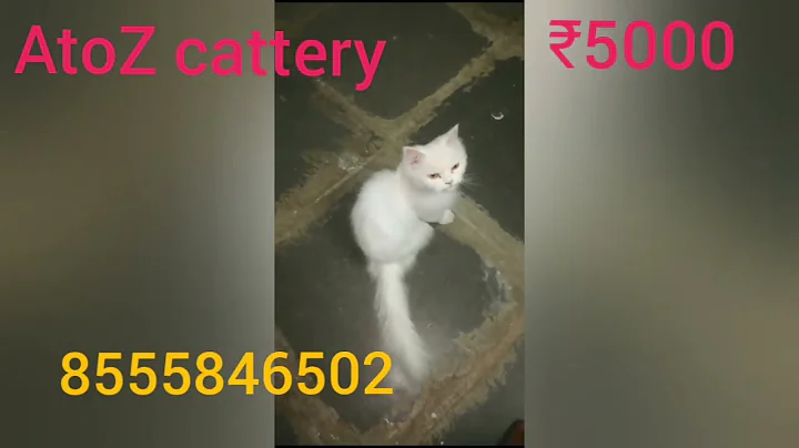 Video 11798541: doll face persian cat, persian cat female