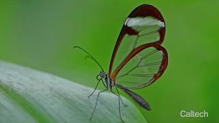 From Butterflies to Biophotonic Implants