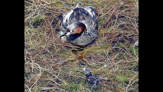 カイツブリの雛に悲劇が…