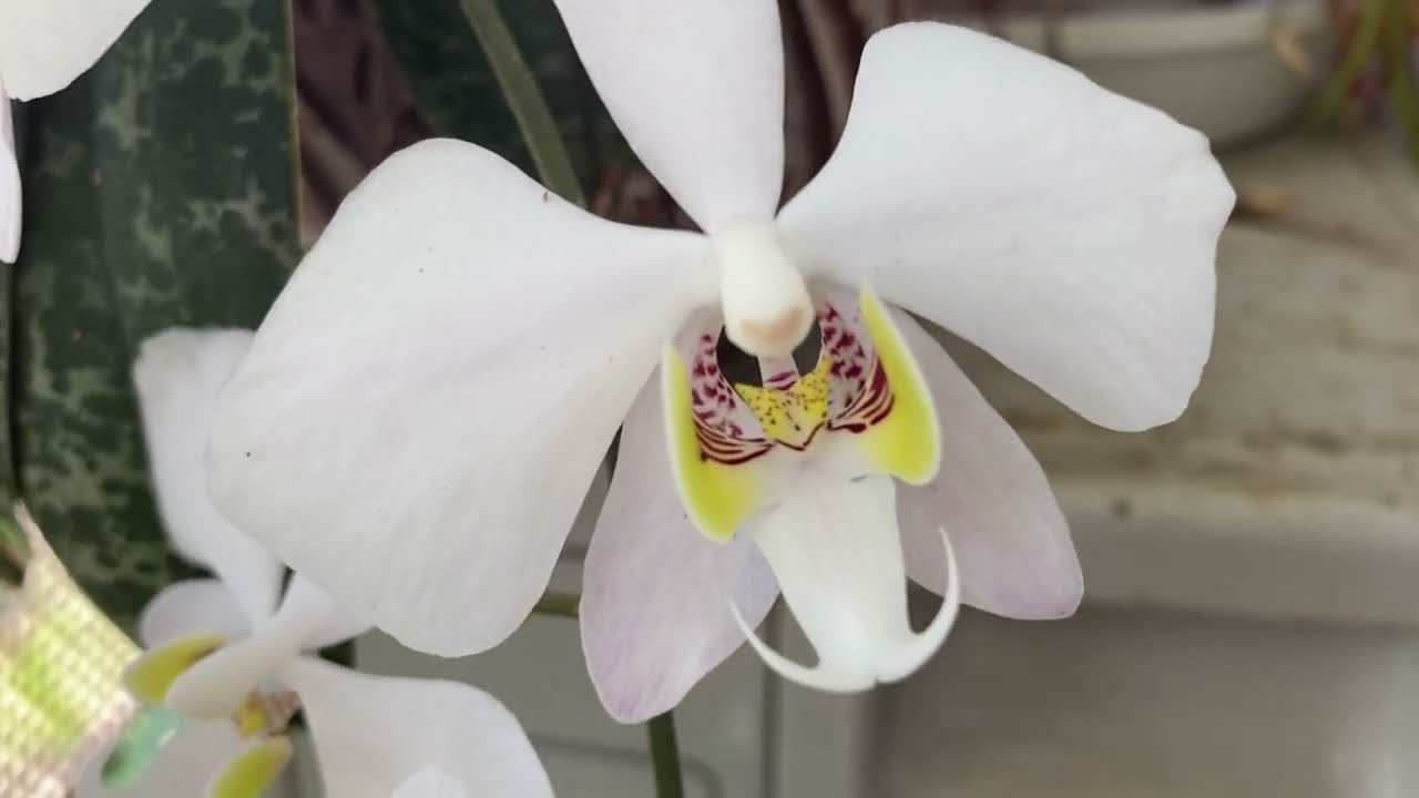 20240518 原種胡蝶蘭フィリピネンシスの開花 - YouTube