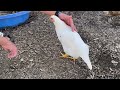 Meet “Snow” - Our Talking Chicken