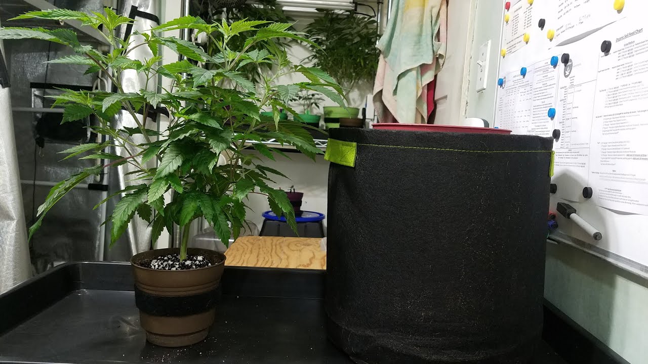 Mars Hydro FC4800 (updated version) Grow – Transplanting to 3 Gallon Pots