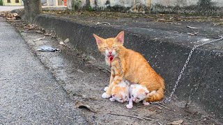 The Mother Cat Begs Me To Help Her Weak Kittens, They Are Very Hungry and Scared, I Adopted Them