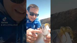 CANGREJOS MUERTO para la pesca de LA DORADA