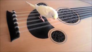 Kuş Beyinli & Yarım Akıllı