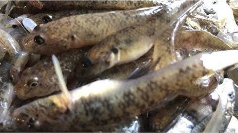 Nước đục của mưa đầu mùa bắt được nhiều cá bống và cả nhiều loại cá tôm khác