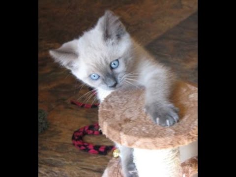 ragdoll mixed with siamese