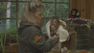 Dr Alison Cronin is caring for Sibu Junior ©MonkeyWorld