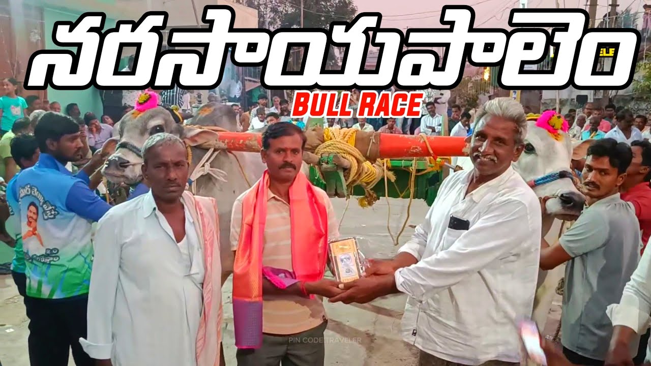 Narasayapalem Bull Race | Traditional Ox Race Competition | State Level Junior Ongole Bulls | 522113