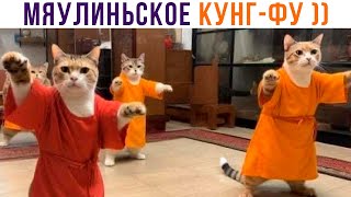 МЯУЛИНЬСКОЕ КУНГ-ФУ ))) Приколы с котами | Мемозг 1237