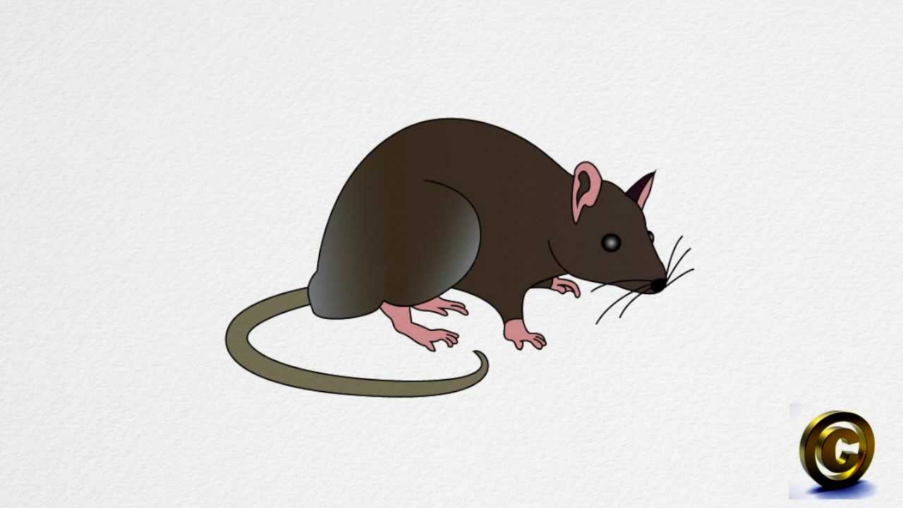 How to draw a RAT step by step YouTube