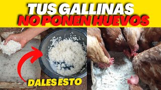 Tus Gallinas No Ponen HUEVOS en el Invierno por el FRIÓ Dales Esto y Veras Como Empezaran a Poner  👌