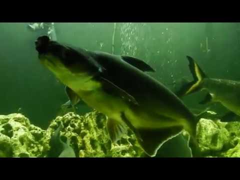 Панцирная щука зевает .ne,