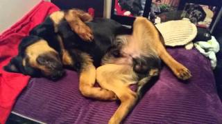 Rottweiler puppy sleeping and relaxing to RNB song! by LIFE OF KODA 662 views 8 years ago 36 seconds