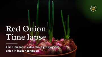 Red Onion time lapse | Growing Onion Plant Time Lapse 1 to 40 days