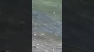 Panama City Beach Florida Red Tide