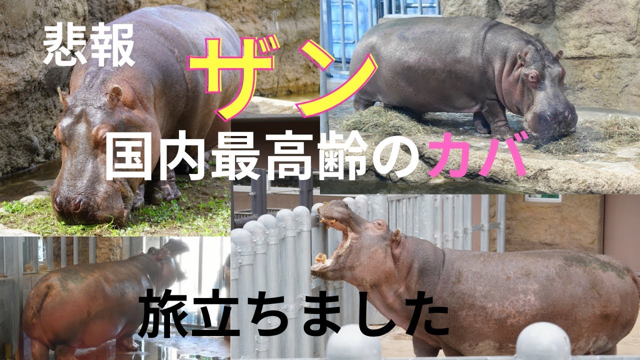 悲報 国内最高齢 円山動物園のカバ「ザン」亡くなる - YouTube