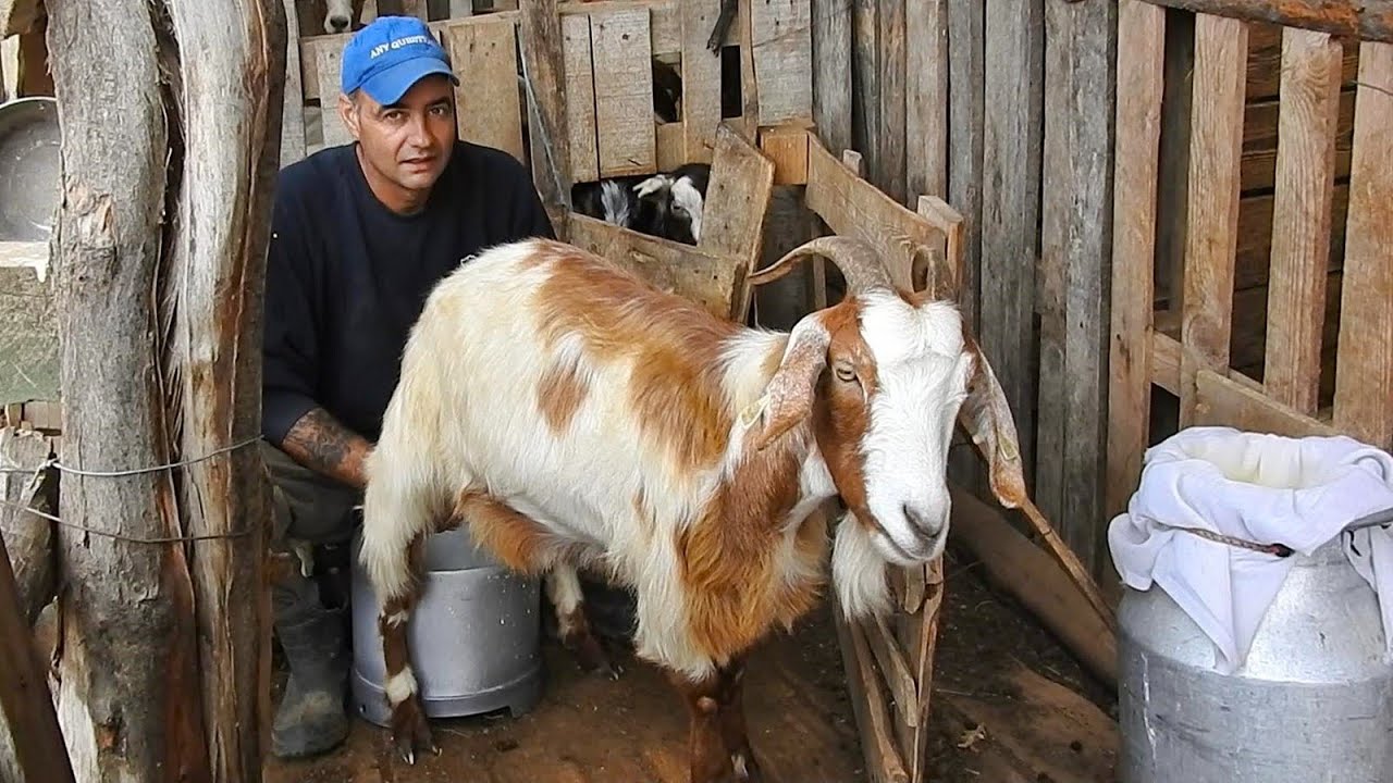 A PORNIT DE LA 7 CAPRE SI A AJUNS LA PESTE 90,DE UNUL SINGUR! LA STANA LUI GEORGE.