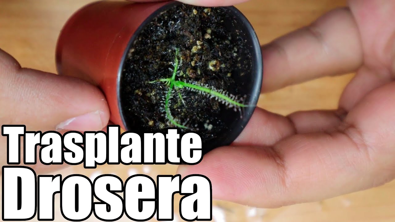 Como trasplantar drosera o roció de sol  || plantas carnívoras || México Verde