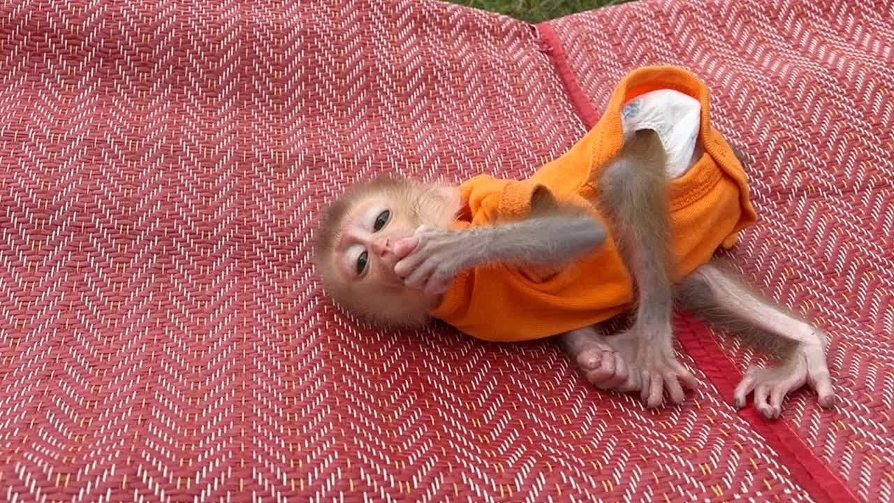 Baby Mato Munching Food Full In Mouth Until Very Sleepy On Mate