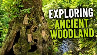 Exploring an Ancient Woodland Hidden in Cheshire