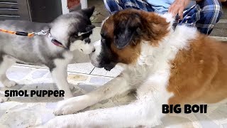 Siberian Husky meets Saint Bernard