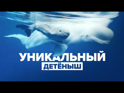 В Приморском океанариуме белуха впервые в России родила детёныша в неволе