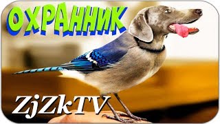 Незаменимый охранник. Лучшие приколы с животными 2017. Самые смешные приколы с животными №167 Незаменимый охранник. Лучшие приколы с животными 2017. Самые смешные приколы с животными №167