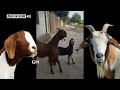 Goat  geit  dansen  dancing