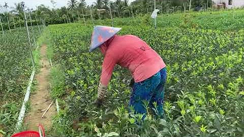 Bưởi ruby Cty cây giống tấn tài:0983198739.tháng sau có hàng đẹp nha khách