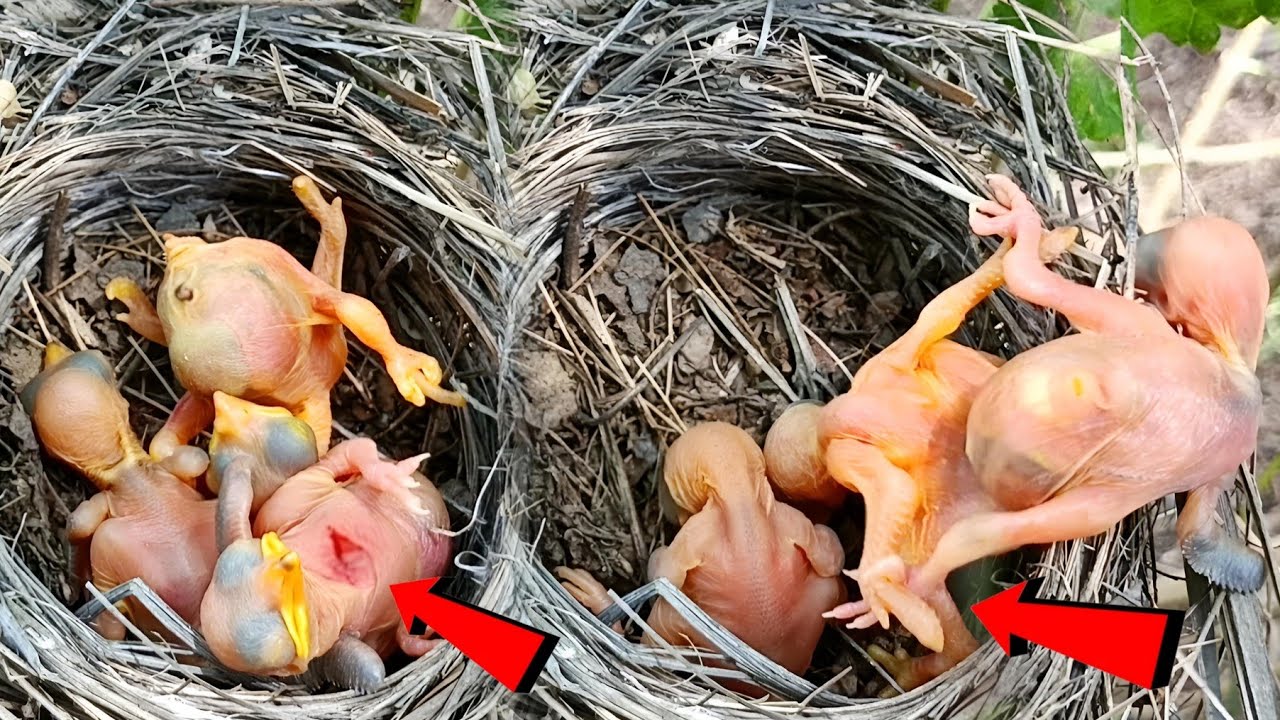 Cuckoo baby started falling down the baby and fell into the nest ...