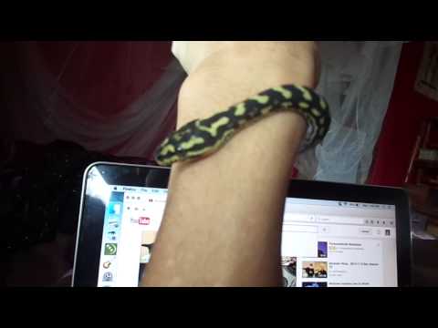 6 month old Diamond x Jungle Carpet python (female) Smaug